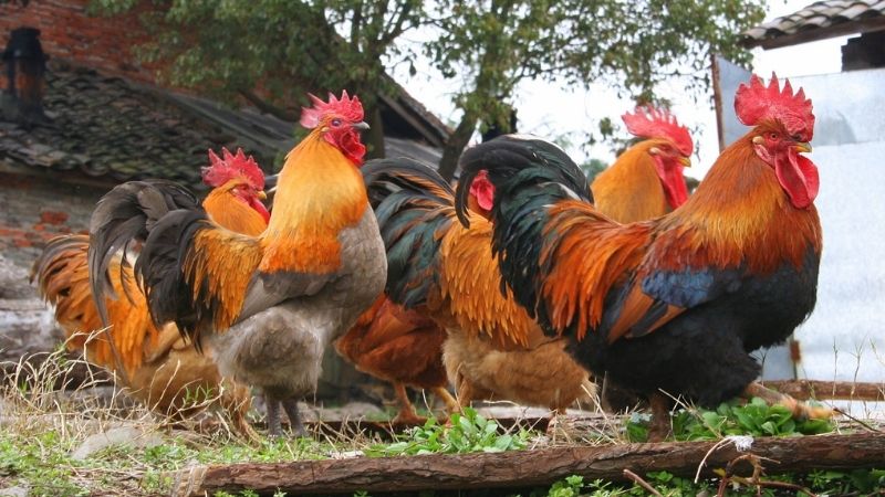 Multiple cocks